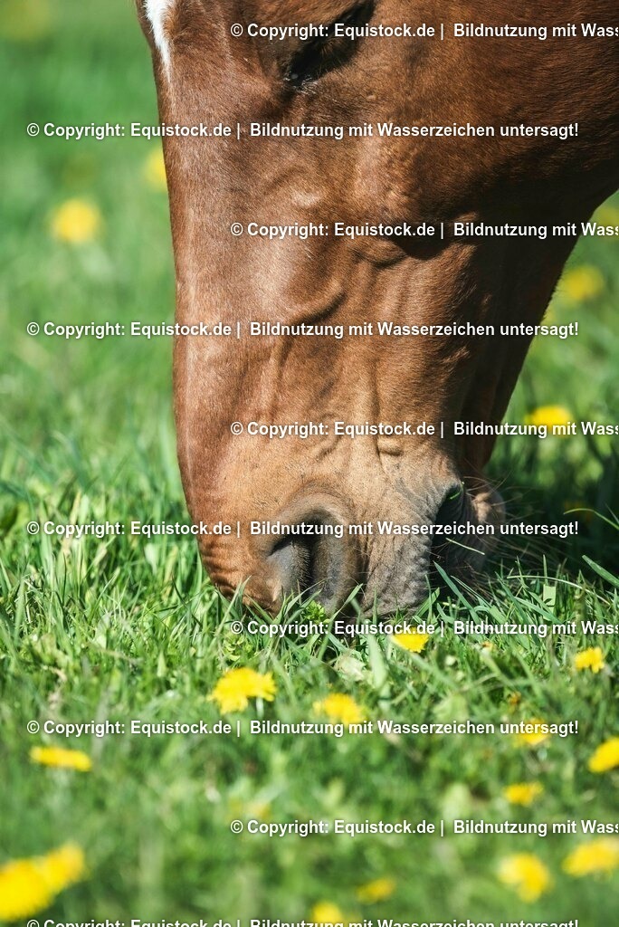 20210426_Pferd-auf-Koppel_0124 | equistock