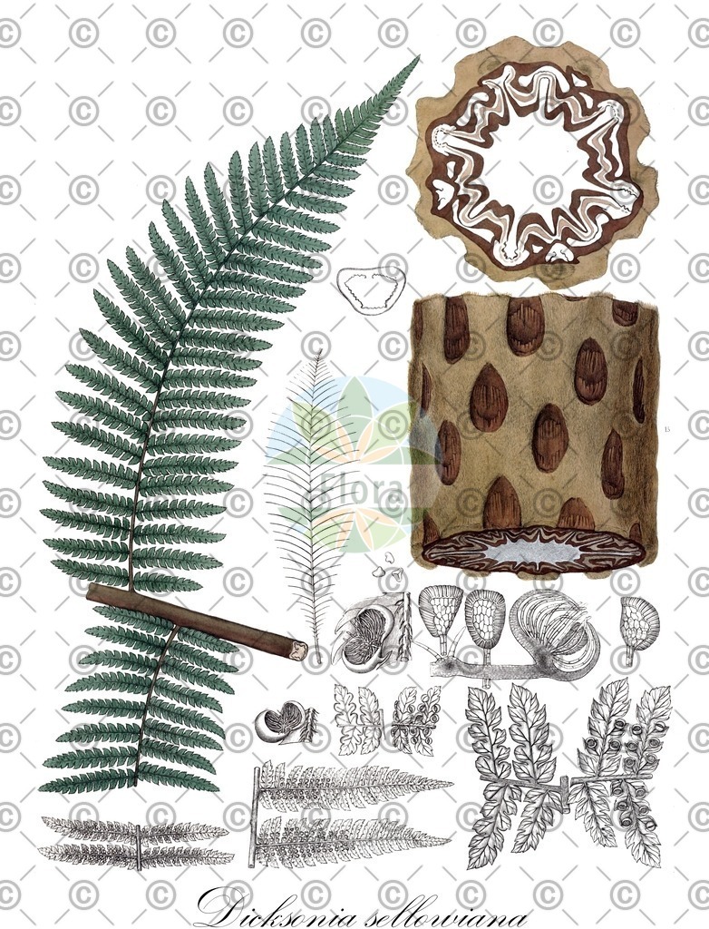 HistAbb_wfo-0000646051_1_ENZY_Simple | Historische Abbildung von Dicksonia sellowiana - Dicksoniaceae | Historical Illustration of Dicksonia sellowiana - Dicksoniaceae