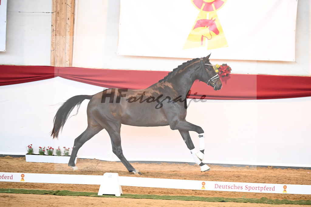 Kat-Nr. 51 Va Bene x Dante Weltino_Bergmann_43230737 | hf-fotografie - Realisiert mit Pictrs.com