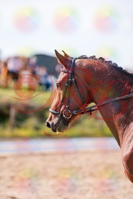 2026_10_03_Siefer-Hof_130830_Z81_60898230 | Professionelle Reitsport-, Turnier- und Eventfotografie von Robert Broda. Galerien mit ausgewählten und bearbeiteten Bildern direkt online ansehen und bestellen.