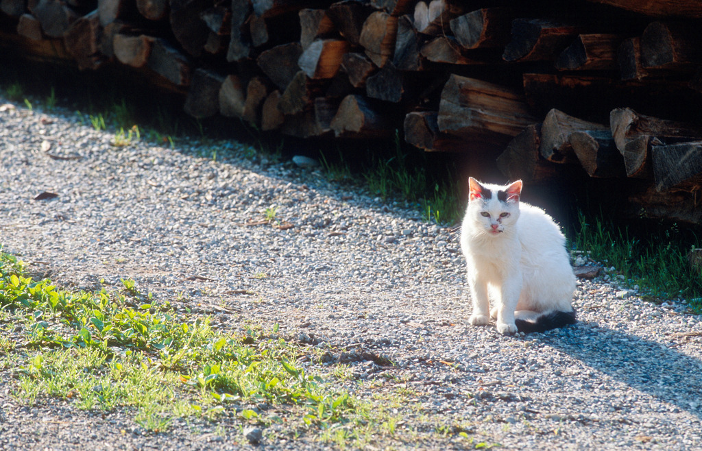 Bauernhof-Katze sitzt auf Weg | Alpl, Austria - May 24, 2009: Bauernhof-Katze sitzt auf Weg. - Realisiert mit Pictrs.com