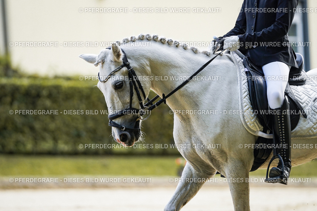 DSC05365 | Pferdegrafie