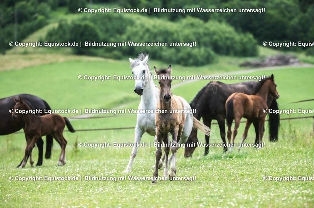 20210623_Fohlen_0470 | Foto: Thomas Hartig