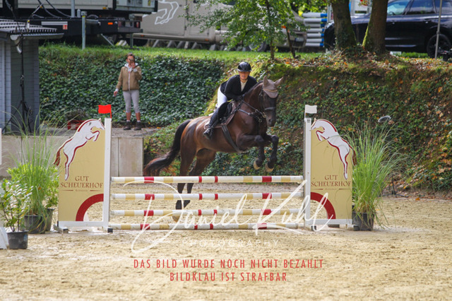 DKP40183 | Turniersportfotografie; Pferdefotografie; Dressurfotografie