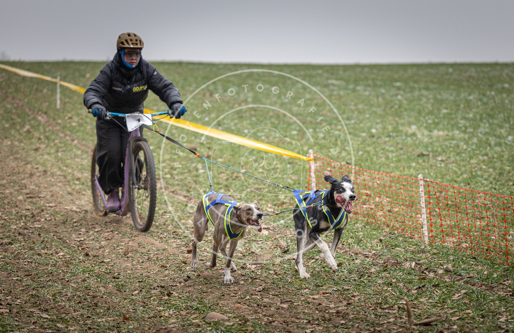 Pfotenfotografie_DV3A2133 | Hundefotografie, Tierfotograf, Pfotenfotografie, Fotoshooting Hund, Hunde Portrait, Hundesport, Hundeportraits, Heideshooting, Hunde, Sportfotograf, Hundefotograf, Turnierhundsport, THS,  - Realisiert mit Pictrs.com