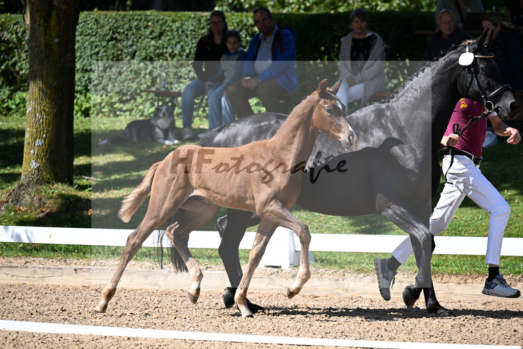 Kat-Nr. 1 Viva Gold x San Remo_HF_Reulein_29250050 | hf-fotografie - Realizzato con Pictrs.com