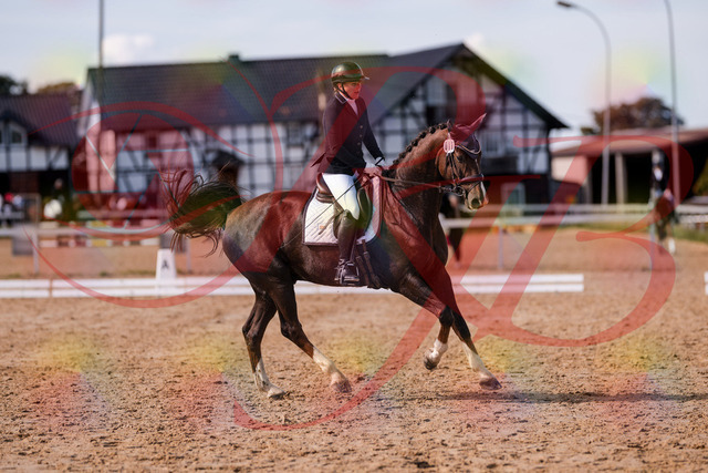 2026_10_03_Siefer-Hof_132537_Z81_77259866 | Professionelle Reitsport-, Turnier- und Eventfotografie von Robert Broda. Galerien mit ausgewählten und bearbeiteten Bildern direkt online ansehen und bestellen.