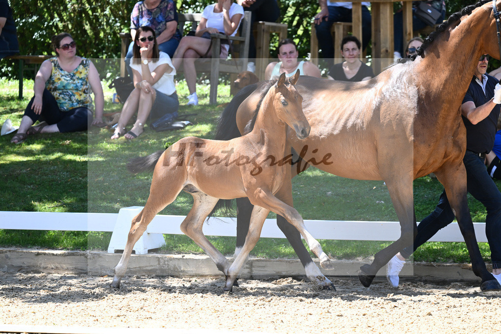 Kat-Nr. 39 HF Filox x Lorentin I_Stoeckl__27230622 | hf-fotografie - Realisiert mit Pictrs.com