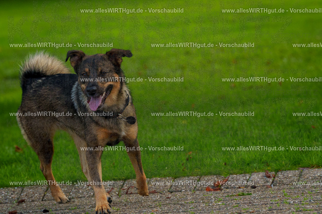 Hundeschwimmen_Grefrath_2026-allesWIRTHgut_Tierfotografie-13_23-FAY00589 | Professionelle Tierfotografie in Mönchengladbach von Daniel Wirth (allesWIRTHgut). Liebevolle & natürliche Bilder von Hunden & Katzen für unvergessliche Erinnerungen.