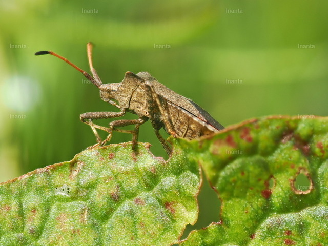 Lederwanze (Coreus marginatus) | Inanta - Realisiert mit Pictrs.com