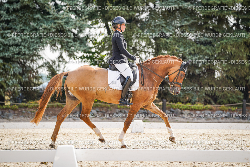 DSC07028 | Pferdegrafie