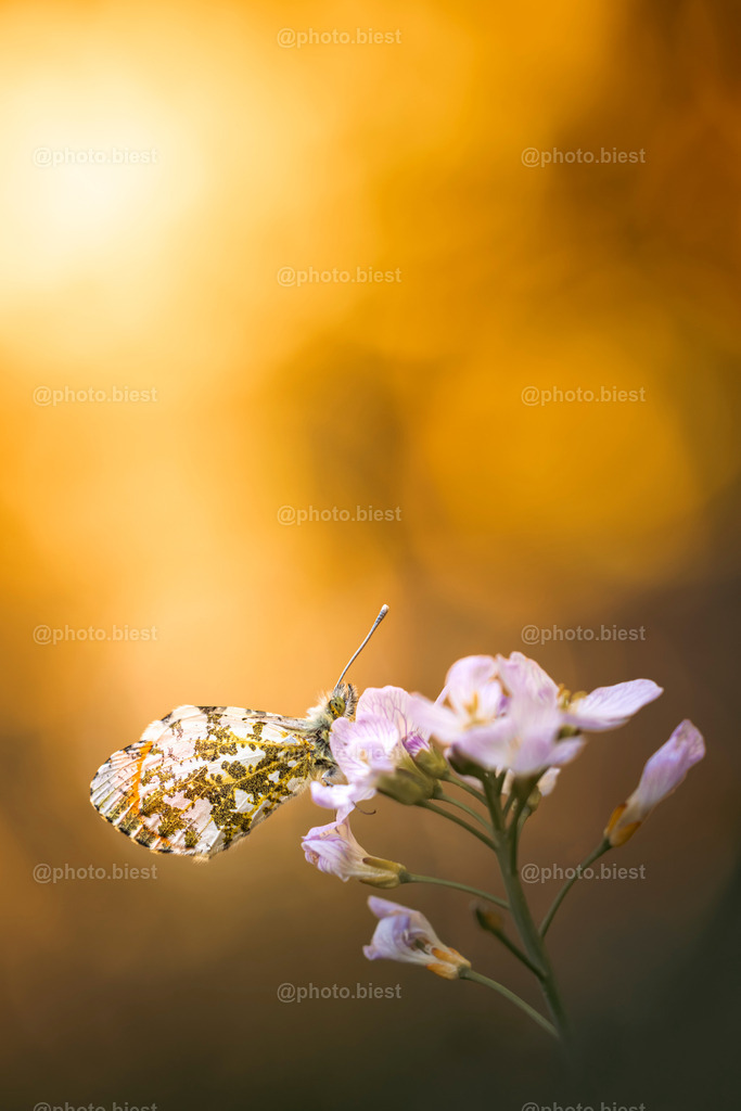 IMGC2714 | photobiest - Realisiert mit Pictrs.com