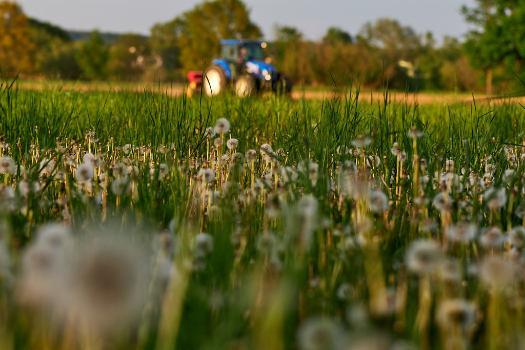 Blauer Traktor mit Sämaschine auf dem Feld | Burgenland, Austria - May 08, 2020: Blauer Traktor mit Sämaschine auf dem Feld, im Vordergrund verblühter Löwenzahn. - Realisiert mit Pictrs.com