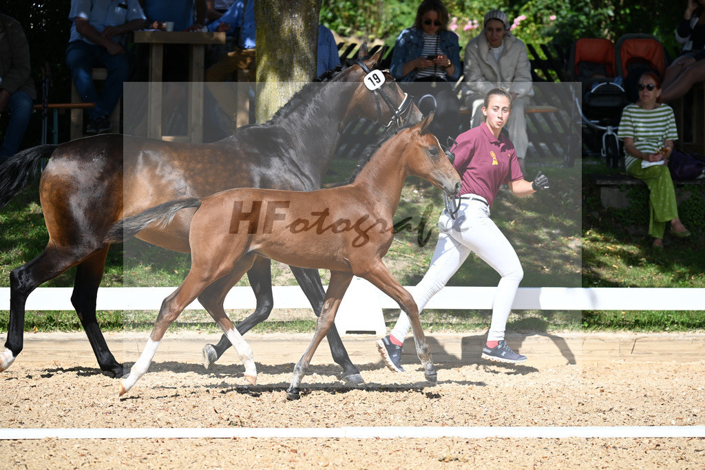Kat-Nr. 19 HF DSP Va Bene x Rubin Royal_Haegler_27230249 | hf-fotografie - Realisiert mit Pictrs.com