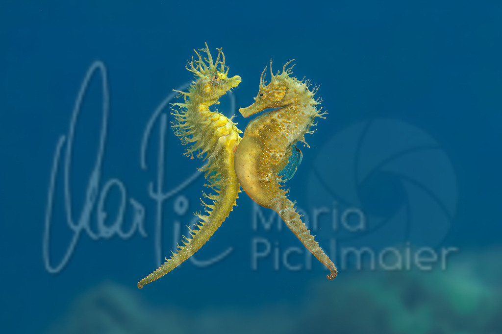 Hippocampus guttulatus | "Leonie" + "Linus" Seepferdchen / Seahorse / Caballito de mar / Hippocampe - Realisiert mit Pictrs.com