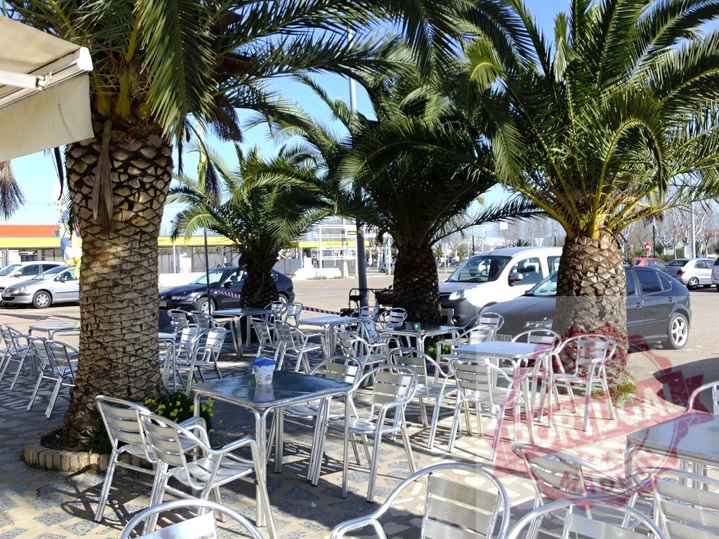 Outdoor cafe terrace with palm trees on a sunny day | Empty outdoor cafe terrace with aluminum tables and chairs under palm trees, ready for leisure - Realized with Pictrs.com