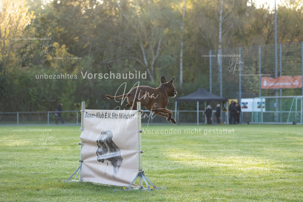 _16A6015 | Einzigartige Fotos von Hunden & Menschen –Actionfotos, Portraits, Vereinsaufnahmen & Paarshootings – authentisch, lebendig & mit Herz.