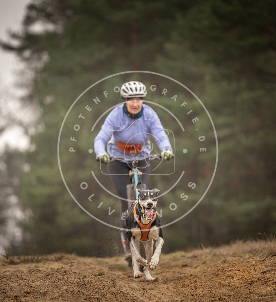 Pfotenfotografie_DV3A4442 | Hundefotografie, Tierfotograf, Pfotenfotografie, Fotoshooting Hund, Hunde Portrait, Hundesport, Hundeportraits, Heideshooting, Hunde, Sportfotograf, Hundefotograf, Turnierhundsport, THS,  - Realisiert mit Pictrs.com