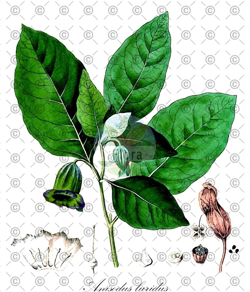 HistAbb_wfo-0000982244_1_ENZY_Simple | Historische Abbildung von Anisodus luridus - Solanaceae | Historical Illustration of Anisodus luridus - Solanaceae