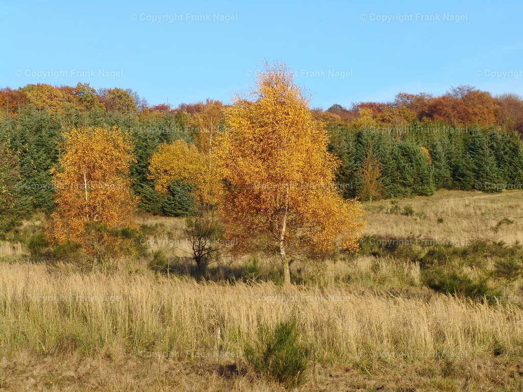 Heide Buhlitz | Auf der Halbinsel Buhlitz befindet sich eine offene Landschaft die durch alte Laubwälder begrenzt wird. Sie wurde früher militärisch genutzt. - Realisiert mit Pictrs.com