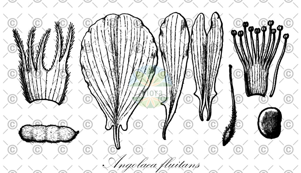 HistAbb_wfo-0000536542_511_ENZY_Simple | Historische Abbildung von Angolaea fluitans - Podostemaceae | Historical Illustration of Angolaea fluitans - Podostemaceae