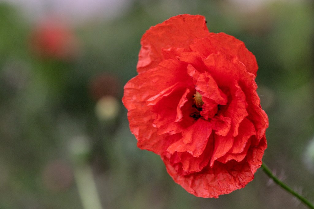 IMG_2584 | ehrlichefotos - Realisiert mit Pictrs.com