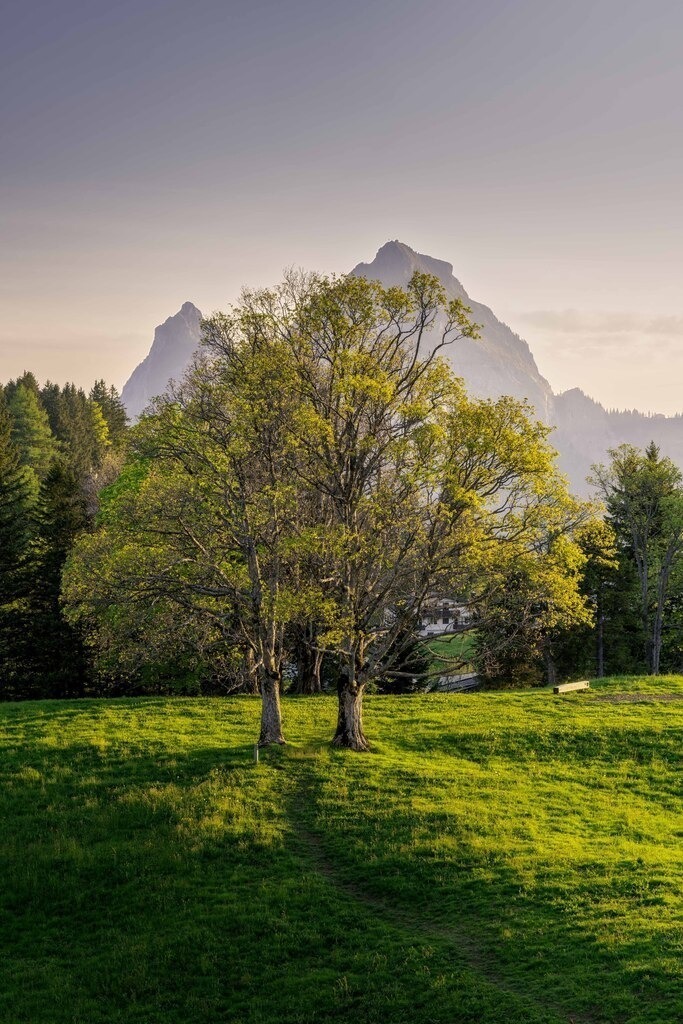 Bäume und Mythen | Sonnenaufgang auf dem Stoos - Realisiert mit Pictrs.com