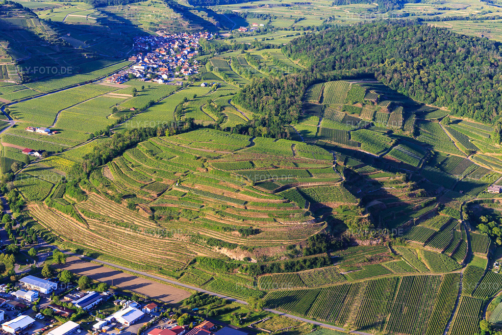 Luftbild: Weinberge am Kaiserstuhl von Westen im Ortsteil Achkarren in Vogtsburg im Bundesland Baden-Württemberg in Deutschland. Foto: IMG_147860.jpg vom 30.05.2025 durch Werner Riehm/FLY-FOTO.de