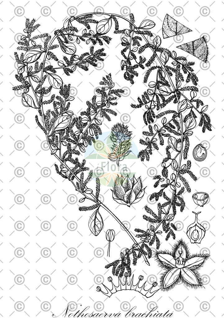 HistAbb_wfo-0000696872_2_ENZY_Simple | Historische Abbildung von Nothosaerva brachiata - Amaranthaceae | Historical Illustration of Nothosaerva brachiata - Amaranthaceae