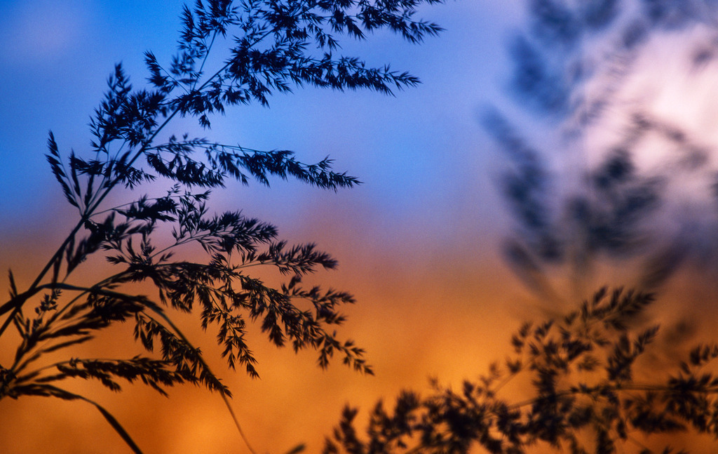 Gräser im Morgenlicht | Austria - July 11, 2011: Gräser im Morgenlicht. - Realisiert mit Pictrs.com