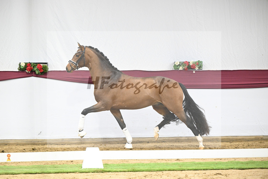 Kat-Nr. 120 Fanegro x Bequia_Johannes Gaab_47253916 | hf-fotografie - Realisiert mit Pictrs.com