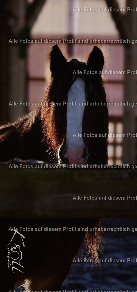 Photo_1733074575872 | krollfotografie - Realisiert mit Pictrs.com