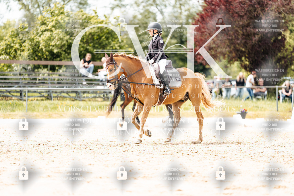 CK902587 | Turnierfotografie Pferdefotografie Trier Rheinland-Pfalz Pferdesport Reitsport Tierfotografie Sportfotografie Pferdevideo Pferdevideografie Equestrianvideography equestrianphotography  - Realisiert mit Pictrs.com