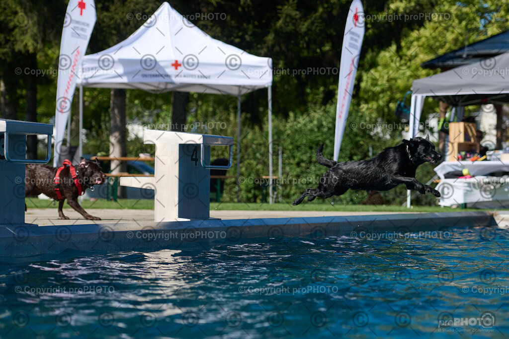 119_202509_4Hundebadetag_NZ9_2483 | proPHOTO - Realisiert mit Pictrs.com