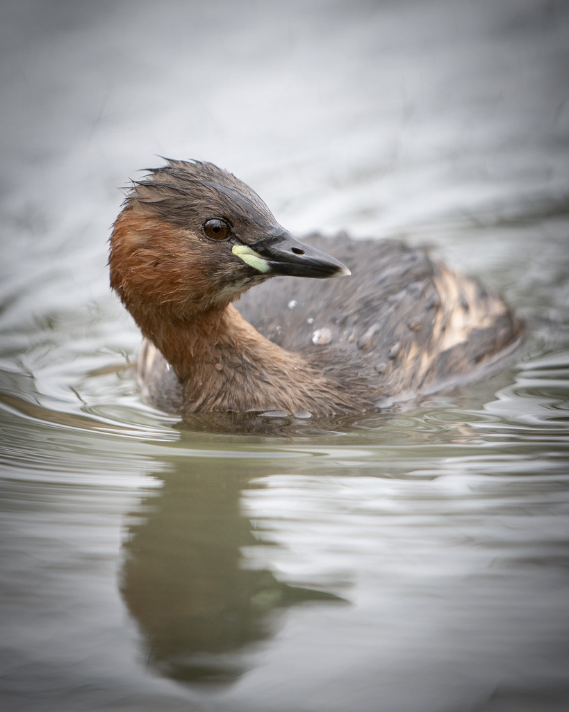 DSC_2000 | Ich bin Fotograf aus Neuburg an der Donau und spezialisiere mich auf Wildlife-Fotografie, Landschaftsaufnahmen und Portraits.Ob Hochzeit, Familienbilder oder Naturaufnahmen – ich fange echte Momente ein, die bleiben. 