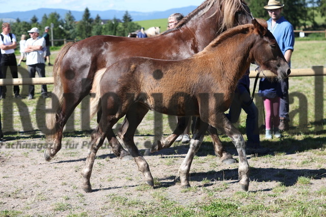 Fohlenschau_St.Märgen_2023_KN_10 (21) | Alle Fotos der Reiterjournal Fotografin Doris Matthaes im Reiterjournal Online-Fotoshop. - Realisiert mit Pictrs.com