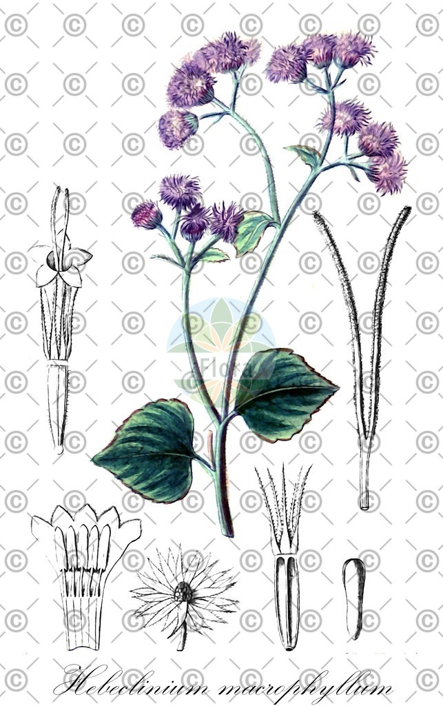 HistAbb_wfo-0000716533_1_ENZY_Simple | Historische Abbildung von Hebeclinium macrophyllum - Asteraceae | Historical Illustration of Hebeclinium macrophyllum - Asteraceae