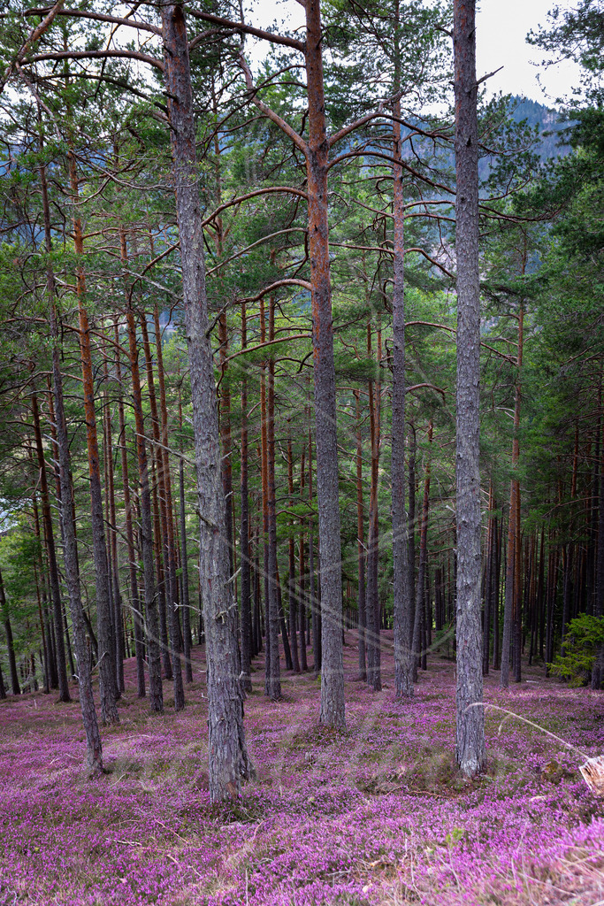 Erikablüte Steiermark | Ihre Fotografin im Lungau, ihre Fotografin im Mostviertel, Wandbilder Onlineshop, Imagefotos für Ihr Unternehmen,  - Realisiert mit Pictrs.com