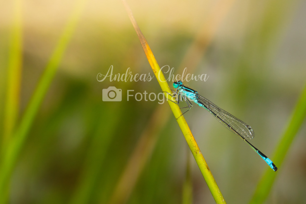 Azurjungfer beim Sonnen | Der Onlineshop für malerische Fotografien aus dem Landkreis Vechta✅ Premium Druck auf Leinwand✅ Acryl✅ oder Alu-Dibond✅➤Jetzt Bestellen! - Realisiert mit Pictrs.com