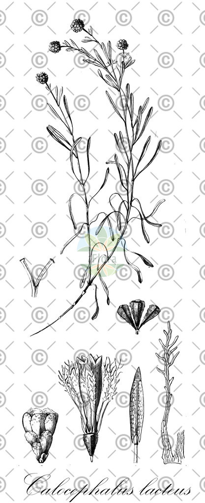 HistAbb_wfo-0000778972_1_ENZY_Simple | Historische Abbildung von Calocephalus lacteus - Asteraceae | Historical Illustration of Calocephalus lacteus - Asteraceae
