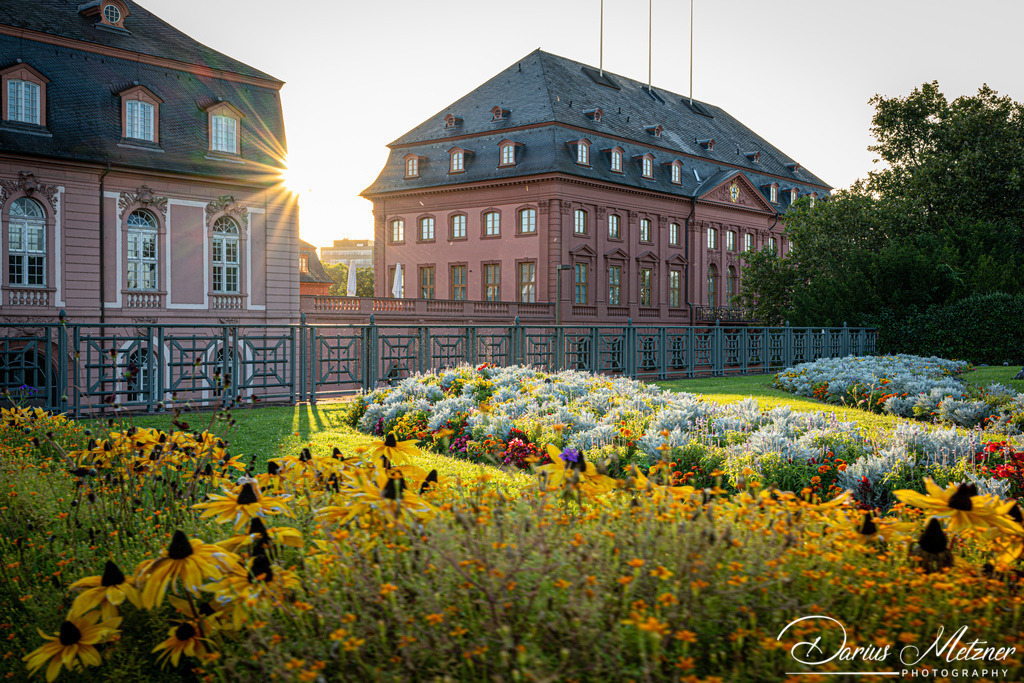 DSC_7003 | Fotografien, Fotos und Bilder aus Mainz, Frankfurt, Wiesbaden und anderen Orten auf der Welt - Fotografiert von Darius Metzner
