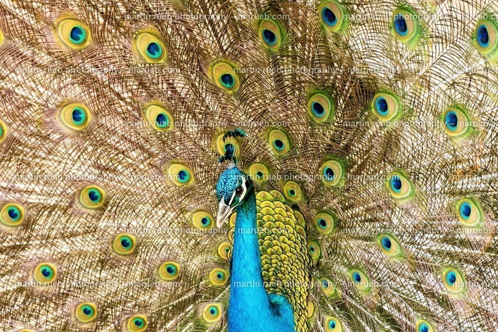 Peacock's colors | Bright colors of a peacock - Realisiert mit Pictrs.com
