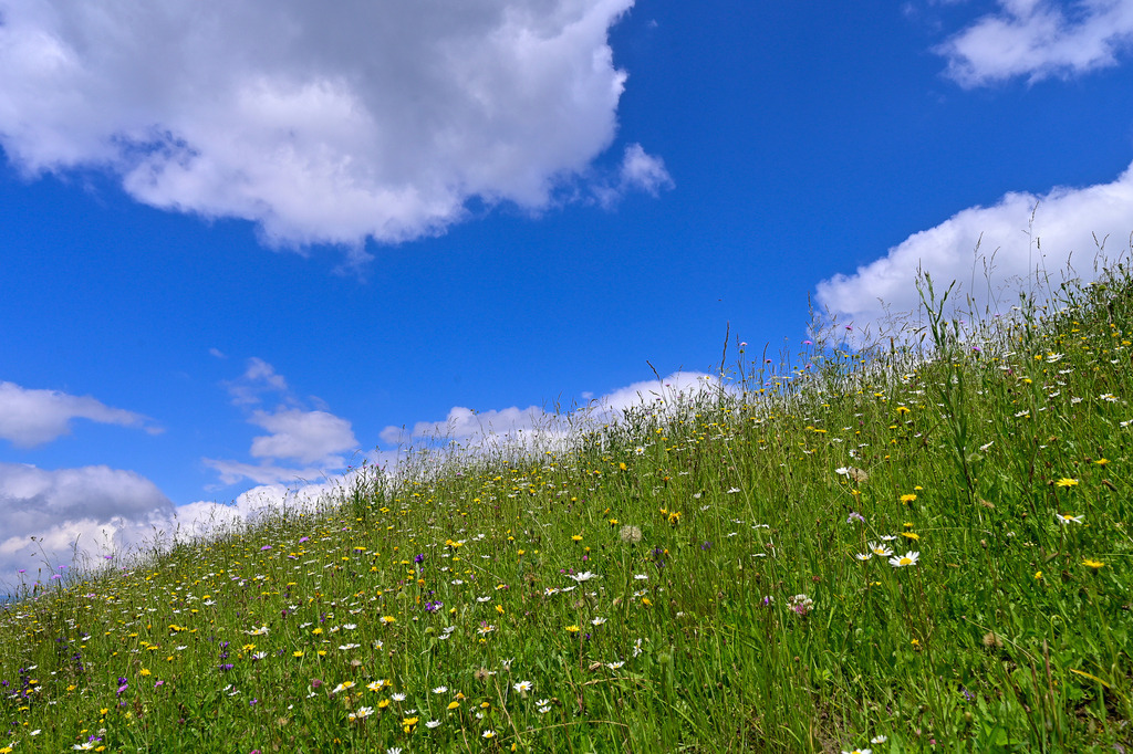 Sommertraum in Grün und Blau: Pure Lebensfreude | Ein Bild, das nach Freiheit schmeckt und das Herz augenblicklich erwärmt: Ein sanft ansteigender Hügel, bedeckt von einer wilden, saftig grünen Sommerwiese. Unzählige bunte Wildblumen – von strahlend weißen Margeriten bis zu gelbem Löwenzahn – wiegen sich im Wind und recken ihre Köpfe dem strahlend blauen Himmel entgegen. Die fluffigen, weißen Schönwetterwolken ziehen träge vorbei und verstärken das Gefühl von unbeschwerter Leichtigkeit. Diese Aufnahme fängt die pure, unverfälschte Schönheit eines perfekten Sommertags ein und weckt die Sehnsucht, sich einfach rücklings ins weiche Gras zu legen. - Realisiert mit Pictrs.com