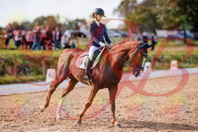 2026_10_03_Siefer-Hof_133108_Z81_84540595 | Professionelle Reitsport-, Turnier- und Eventfotografie von Robert Broda. Galerien mit ausgewählten und bearbeiteten Bildern direkt online ansehen und bestellen.