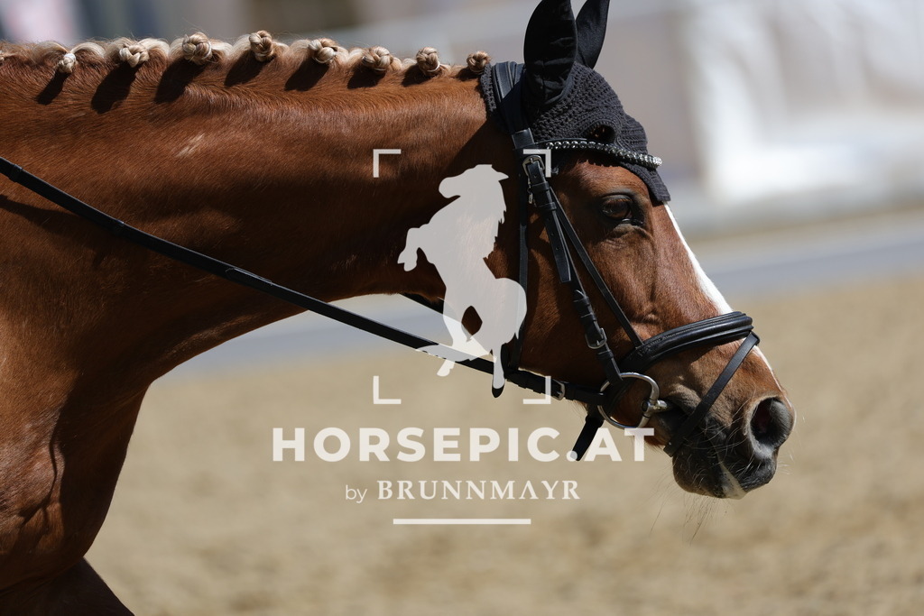 0P6A0066 | Willkommen bei Brunnmayr - Design & Fotografie – Ihrem Spezialisten für Reitturniere und Pferdeveranstaltungen in Oberösterreich, Salzburg und Bayern! Seit über 17 Jahren sind wir leidenschaftlich dabei.
