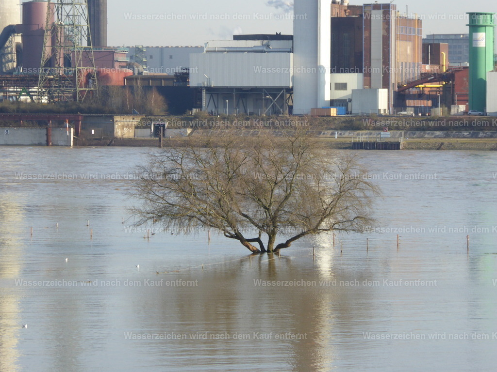 Baum im Hochwasser | Das Hochwasser Februar 2016 am Rhein bei Duisburg , zeigt sich in seiner vollen Breite. - Realisiert mit Pictrs.com