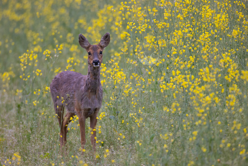 20220508051952 | Der Bildershop von www.natur-focus.de bietet ihnen den einfachen Kauf von Bildmaterial per Download aus allen Bereichen der Natur. In den Galerien finden sie Landschaftsfotos, Tierbilder und natürlich auf Pflanzenfotos. - Realisiert mit Pictrs.com