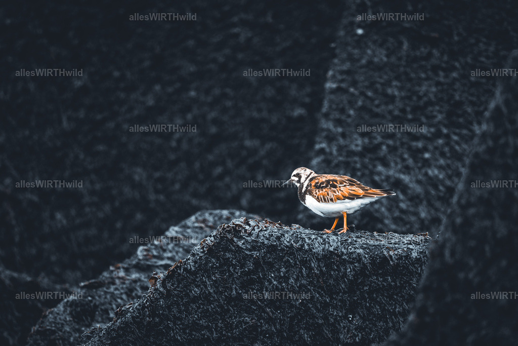 allesWIRTHgut Tierfotografie - www.allesWIRTHwild.de - 7IV07809 | Entdecke die faszinierende Welt der Natur- und Wildlife-Fotografie von Daniel und Bärbel. Inspirierende Bilder von wilden Tieren und kleinen Naturwundern.