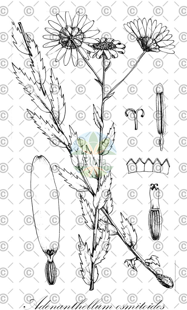 HistAbb_wfo-0000119141_1_ENZY_Simple | Historische Abbildung von Adenanthellum osmitoides - Asteraceae | Historical Illustration of Adenanthellum osmitoides - Asteraceae