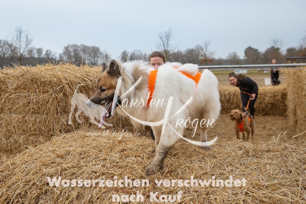 0821_ZZ92580 | kk-dogfotos